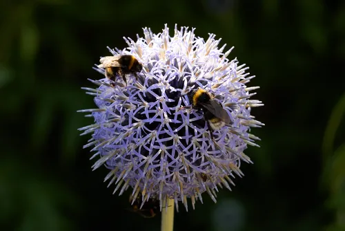 Two bees on Echinops This image is a macro nature photograph taken in the afternoon during the summer. The main subjects are two bees that are collecting nectar from a spherical Echinops flower, which is characterized by its spiky, pale purple appearance. The focus on the bees highlights the interaction between insects and flowers, showcasing the important relationship between pollinators and plants. The photograph captures the intricate details of the Echinops, making it a striking example of macro photography that emphasizes the unique structure of flowers and their role in supporting insect life in the natural environment.